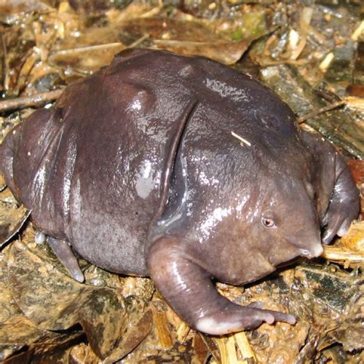 What is the craziest animal in the world?