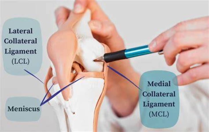 What is the difference between meniscus and MCL?