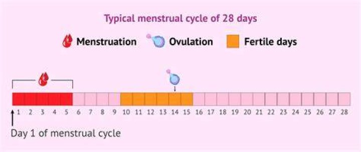 What is the maximum days of late period?