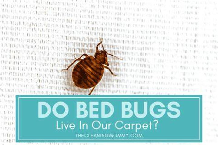 What is the most common way to get bed bugs?