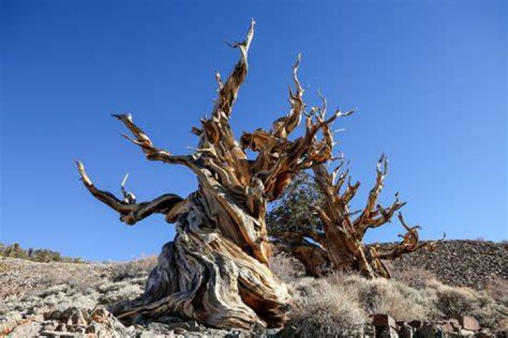 What is the oldest tree in the world?