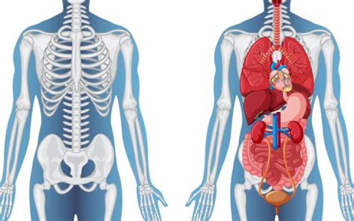 What organ is on the left side of your back?