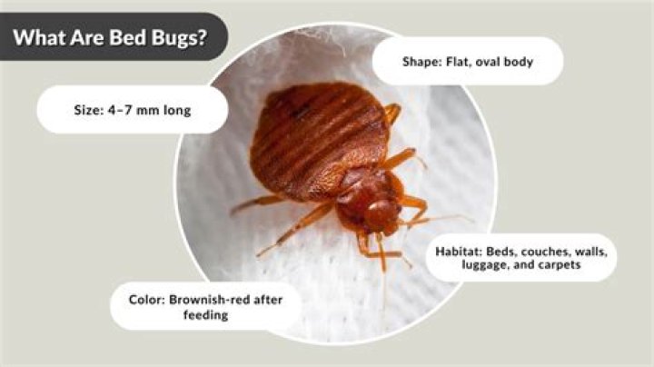 Where do bed bugs come from originally?