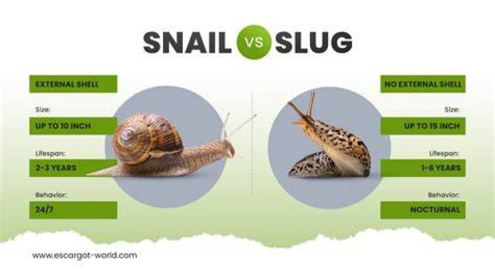 Which is faster slug or snail?