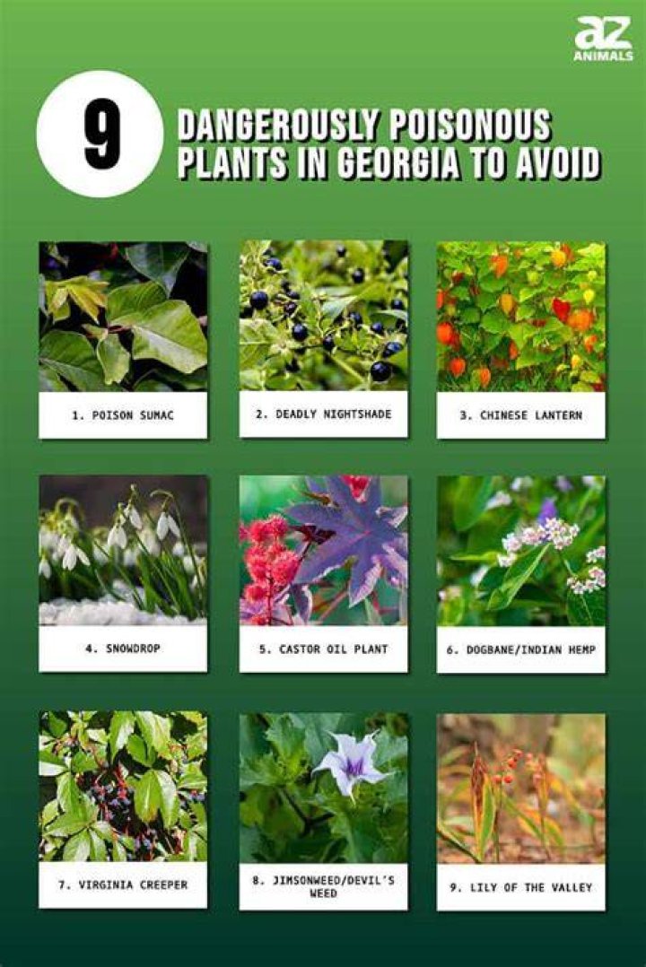 Which plant is for marriage?