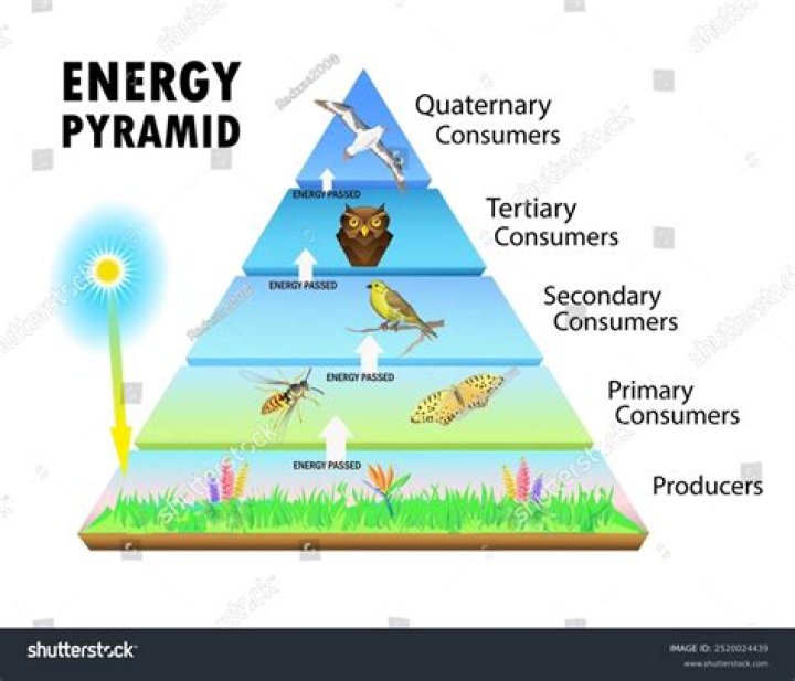 Who is primary consumer?