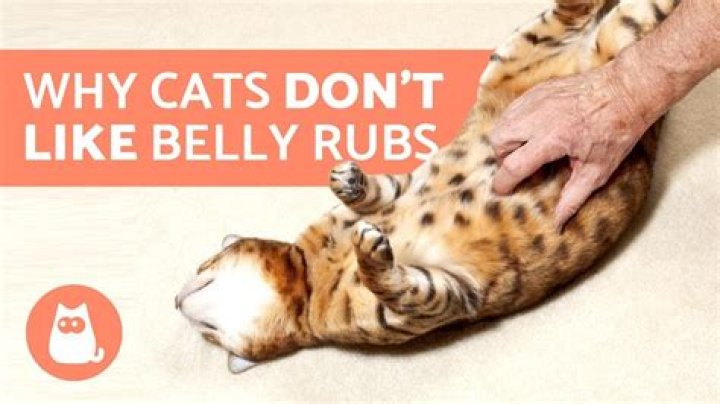 Why do cats hate their belly being touched?