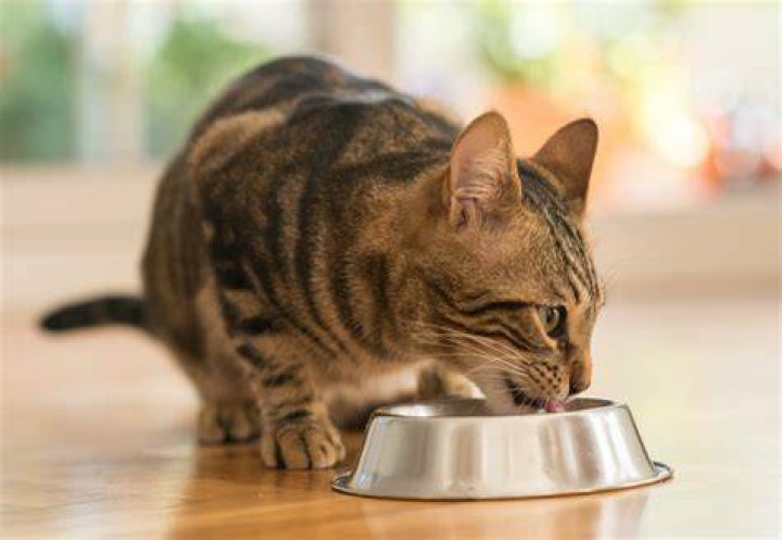 Why do cats want you to walk them to their food?