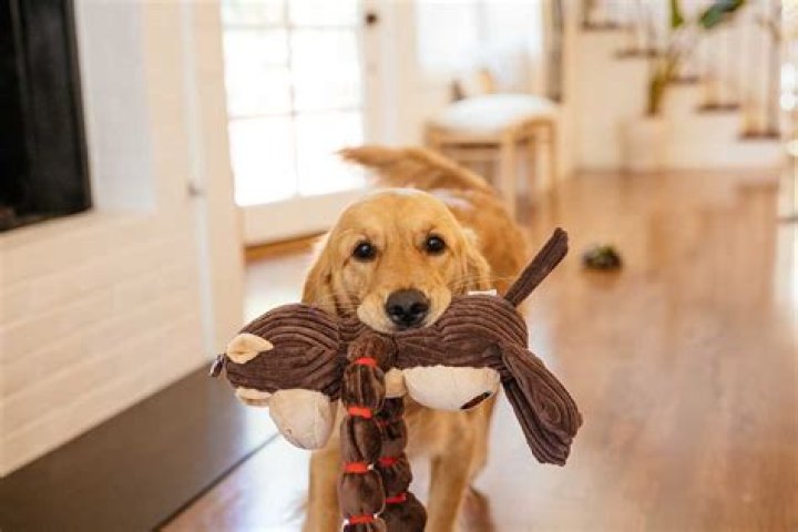 Why do dogs bring you sticks?