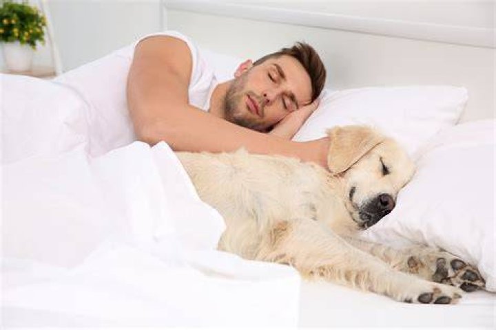 Why do dogs like to sleep under the covers?