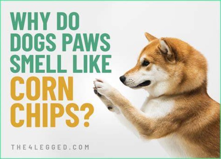 Why does my pee smell like corn chips?