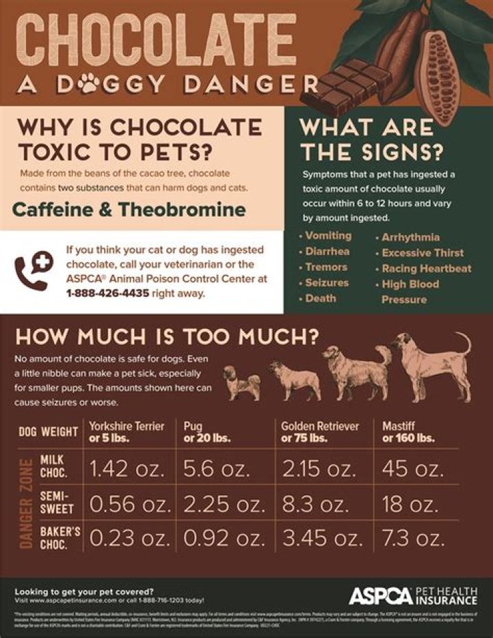 Why is chocolate bad for dogs?