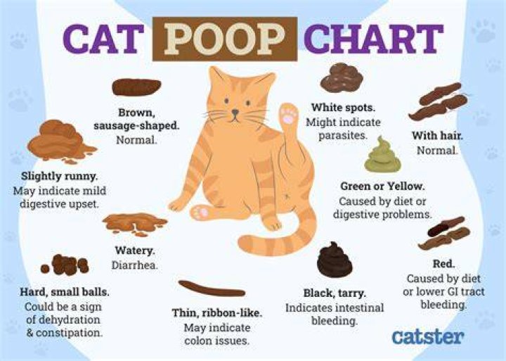 Why would a cat stop covering its poop?