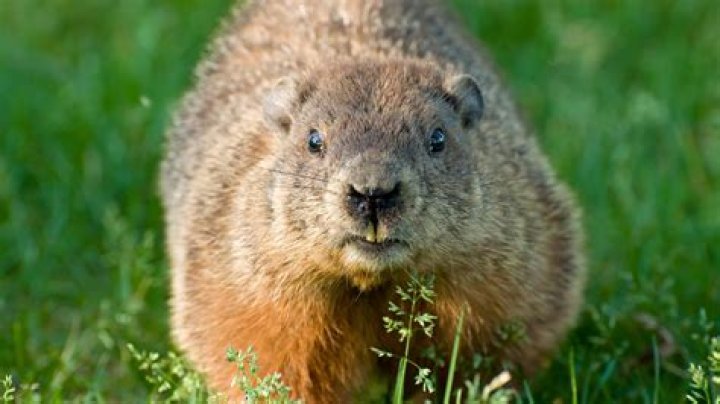 Will Epsom salts deter groundhogs?