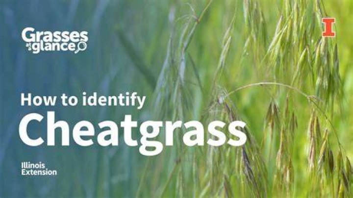 Will horses eat cheatgrass?